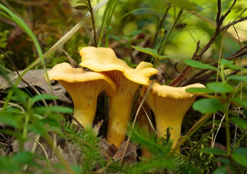 毒蘑菇顏色艷，一起煮大蒜會發黑？真的假的？